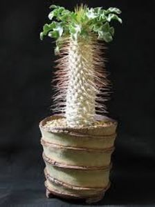 Pachypodium namaquanum