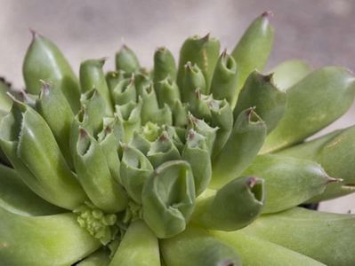 Sempervivum tectorum cv. Oddity - achizitionat