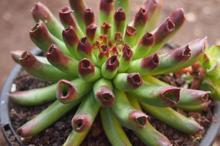 Sempervivum tectorum cv. Oddity - achizitionat