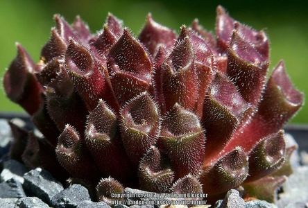 Sempervivum tectorum cv. Red Oddity - achizitionat