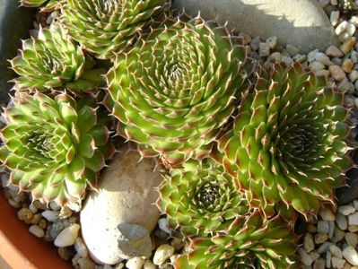 Orostachys spinosa & Sempervivum arachnoideum