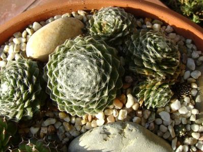 Orostachys spinosa & Sempervivum arachnoideum