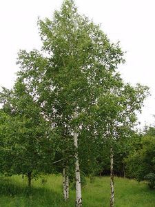 - mesteacan Betula_pendula_