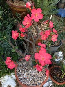 Pachypodium baronii ssp. windsorii - achizitionata