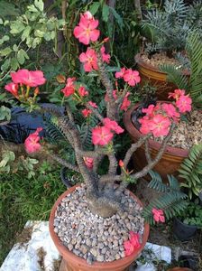 Pachypodium baronii ssp. windsorii - achizitionata