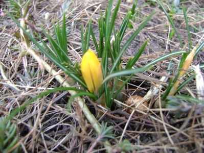 Primul crocus