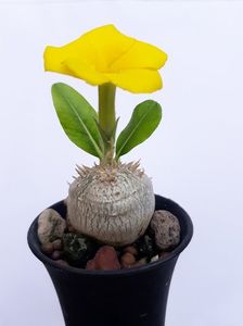 Pachypodium brevicaule