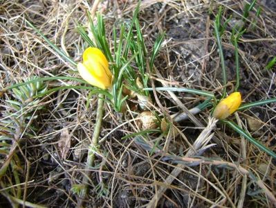 Crocus