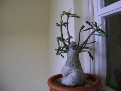 Adenium obesum; Se chinuie de doua luni sa infloreasca desi este in repaus!
