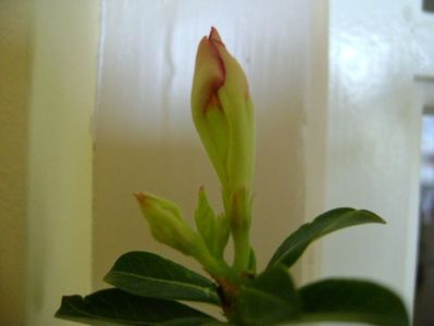 Adenium obesum; Se chinuie de doua luni sa infloreasca desi este in repaus!
