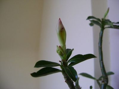 Adenium obesum; Se chinuie de doua luni sa infloreasca desi este in repaus!
