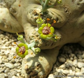 Euphorbia horwoodii