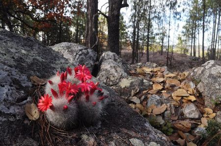 Mammillaria senilis - achizitionata