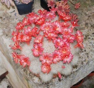 Mammillaria senilis - achizitionata