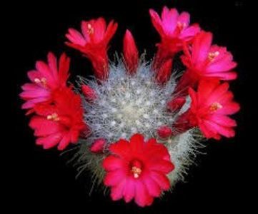 Mammillaria senilis - achizitionata