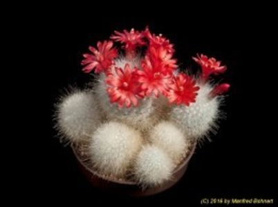 Mammillaria senilis - achizitionata