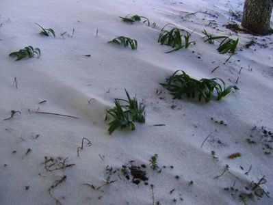 1 mart. 2018 - dupa 3 zile de viscol si ger; -20 grade C noptile
