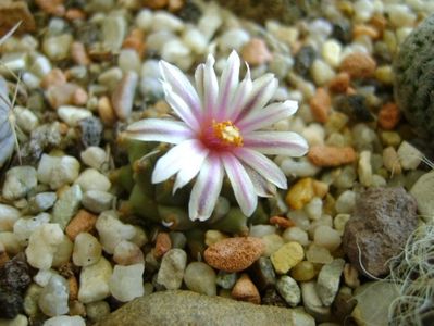 Turbinicarpus panarottoi