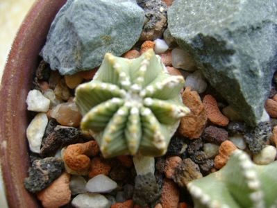 Aztekium hintonii, San Jose del Rio Galeana, Mx