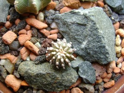 Geohintonia mexicana, Rio San Jose, NL