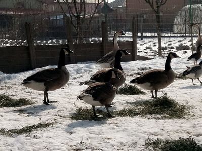 Gâște canadiene