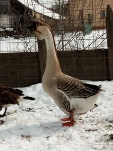 Diferența de talie cu gâscă canadiana