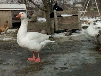 Gunar și comunele.