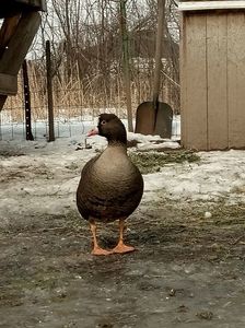 Garlita mica; Cea mai frumoasă specie de gâscă in opinia mea. Mai frumoasa și decât gat rosu.
