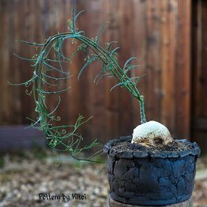 Kitoi - Adenia repanda