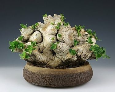 Kitoi - Pachypodium brevicaule