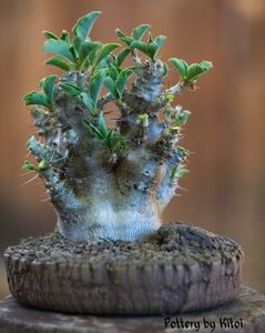 Kitoi - Pachypodium saundersii