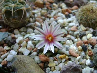 Turbinicarpus panarottoi