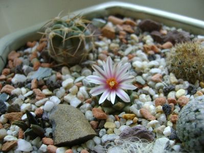 Turbinicarpus panarottoi