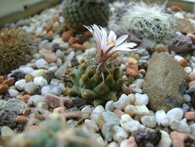 Turbinicarpus panarottoi