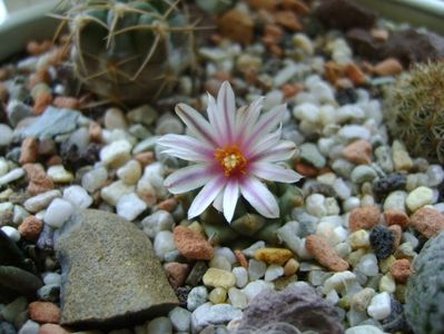 Turbinicarpus panarottoi