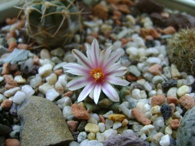 Turbinicarpus panarottoi