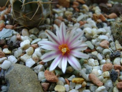 Turbinicarpus panarottoi