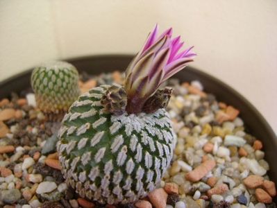 Turbinicarpus pseudopectinatus