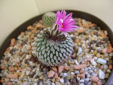 Turbinicarpus pseudopectinatus