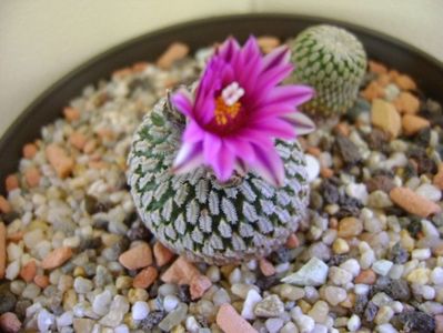 Turbinicarpus pseudopectinatus