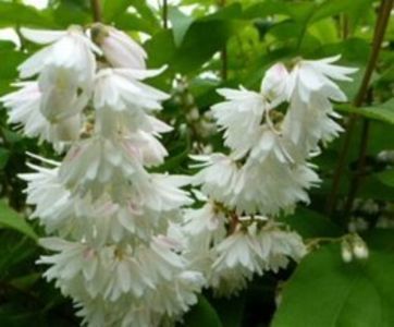 Deutzia scabra