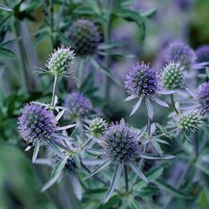 Eryngium-planum-