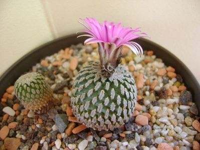 Turbinicarpus pseudopectinatus