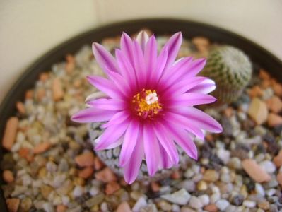 Turbinicarpus pseudopectinatus