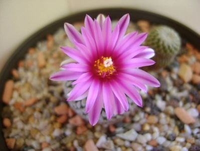 Turbinicarpus pseudopectinatus