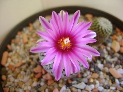 Turbinicarpus pseudopectinatus