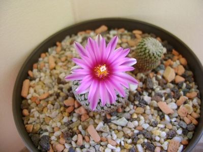 Turbinicarpus pseudopectinatus