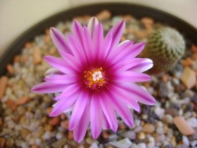 Turbinicarpus pseudopectinatus