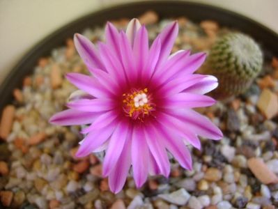 Turbinicarpus pseudopectinatus