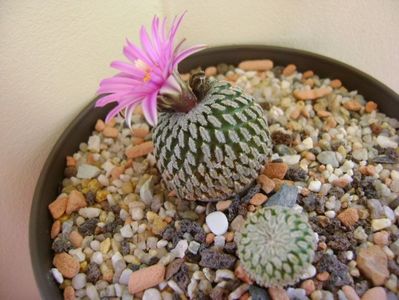 Turbinicarpus pseudopectinatus